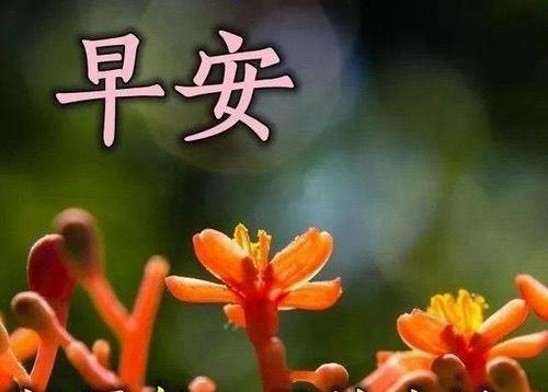 早安，保持热爱，奔赴日常。岑先生