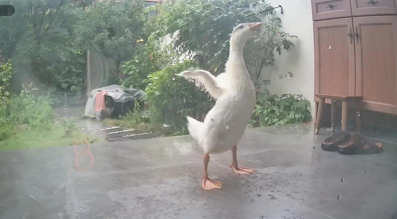 暴雨中，小鹅越狱了，是小点
看小白羡慕的眼神，她也想要自由！
	
小点好强呀！