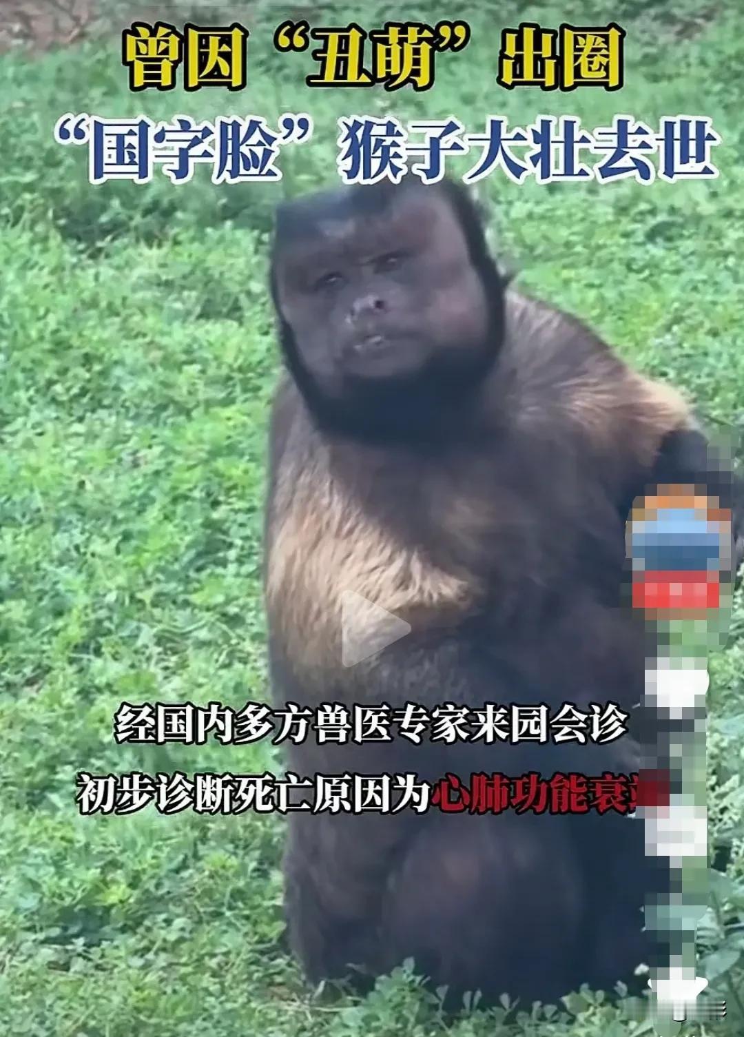 最不想出名的两个人，都出名了，一个是黄杨钿甜，一个是大壮。不对，不是两个人，是一