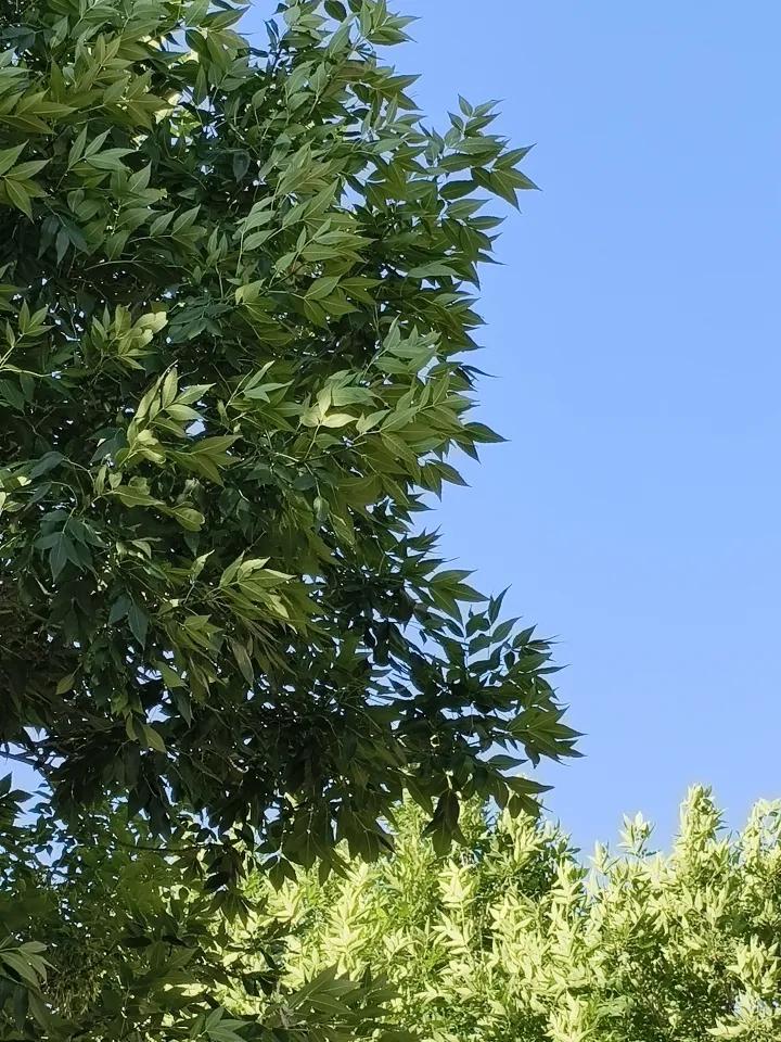 一花独秀，诚邀下联万木逄春。
   一对万，独秀对普遍。