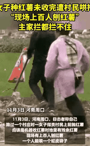 开始抢玉米、抢药材，现在又抢红薯，不知下一步将会发生抢什么？