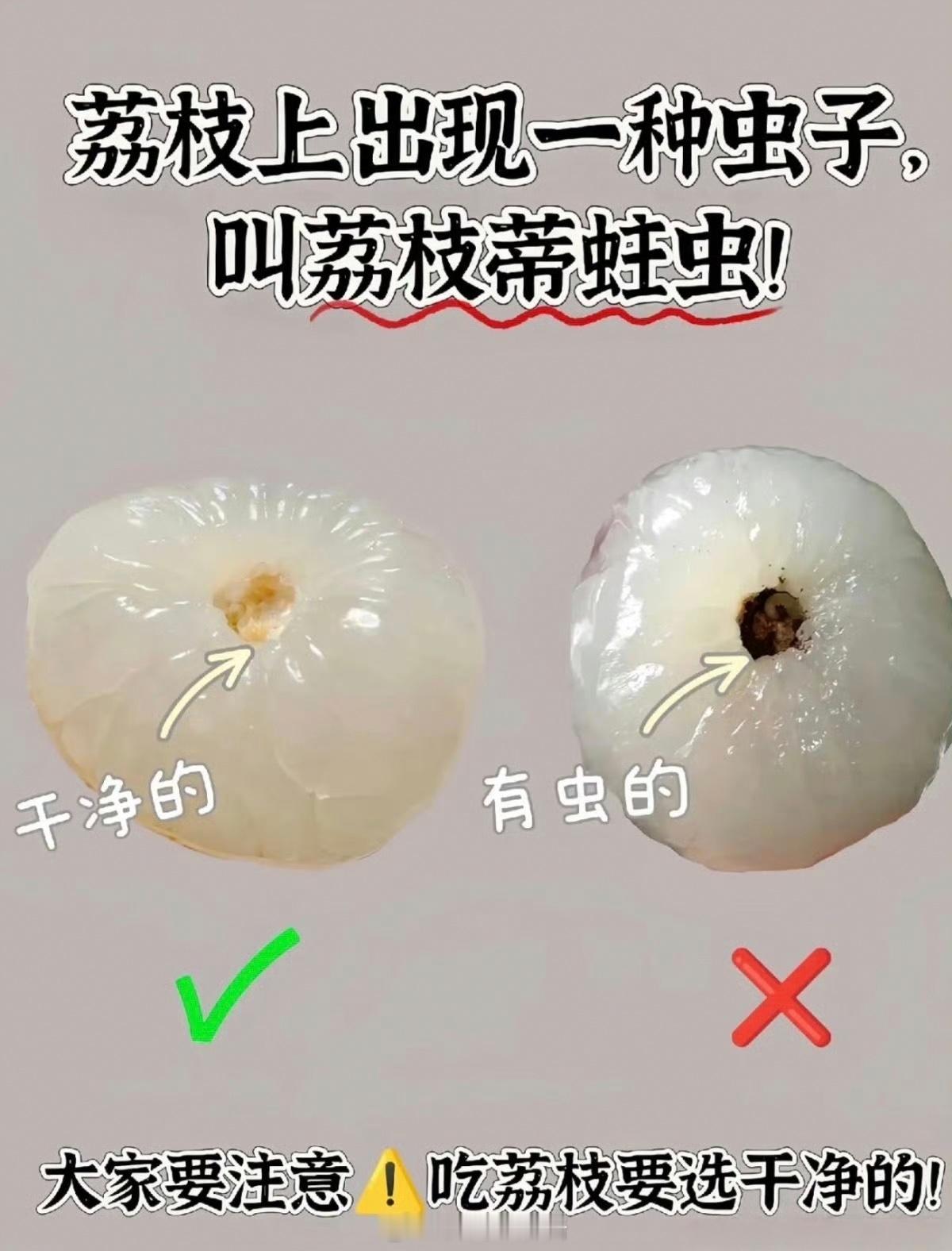 荔枝蒂 虫子据说荔枝蒂会有虫子，我以前只是觉得荔枝坏了或者品种问题。荔枝有荔枝病