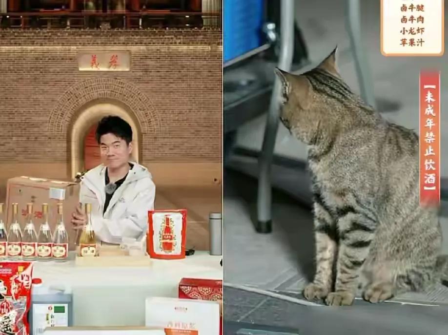 直播卖货变成了直播喂猫，人家彪哥不但没慌，还眼看着那猫吃完盘子里的平遥牛肉。
这