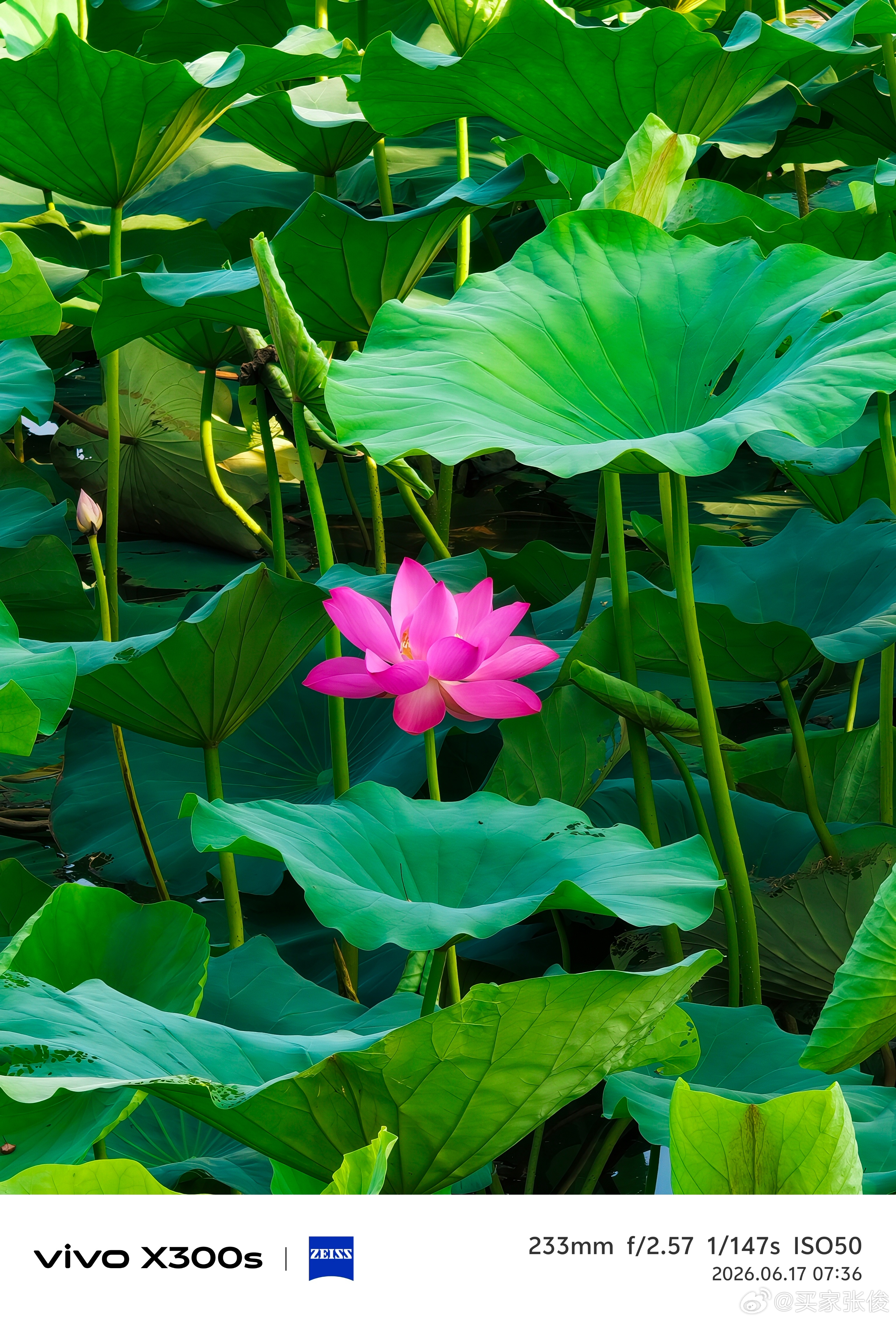 vivo 湖里的荷花开了，送你一朵荷花，它的寓意是：“荷气生财”，“荷荷美美” 