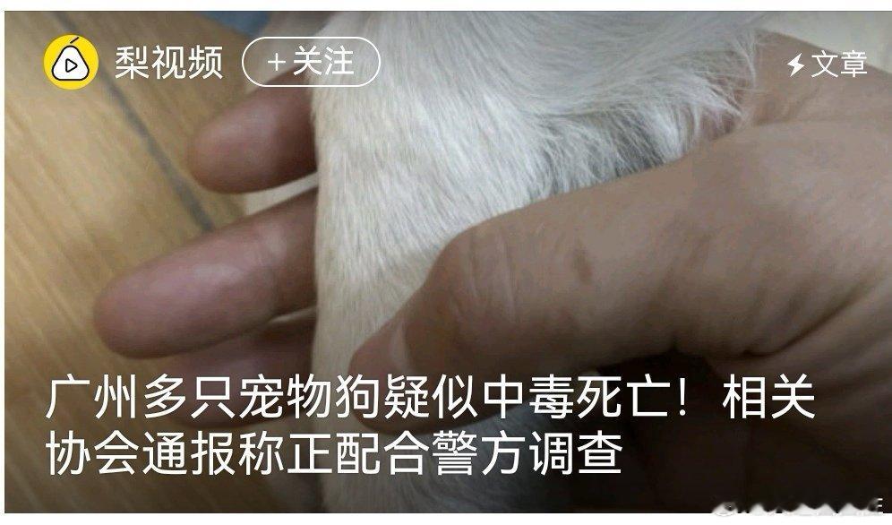 已确认超40只宠物狗疑似中毒死亡  捕杀流浪狗  当狗走天下不吃屎那天，就不会有