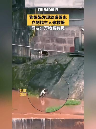 万物有灵！四川狗妈妈救落水幼崽，举动太暖心了
 
都说动物通人性，母爱更是不分物