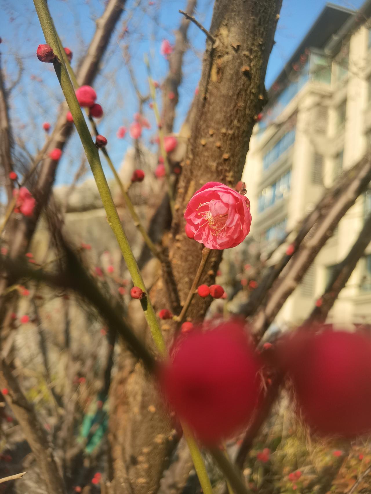 冬天，这个季节，总感觉万物萧条，没有绿色与生命
但是，静下心来看，似乎，我们的身