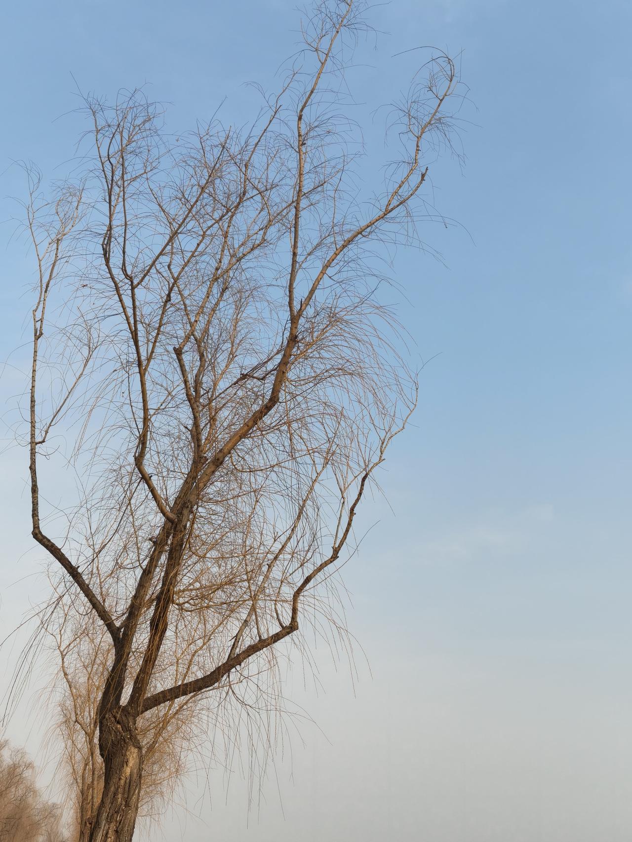 看看你拍摄的树木照片