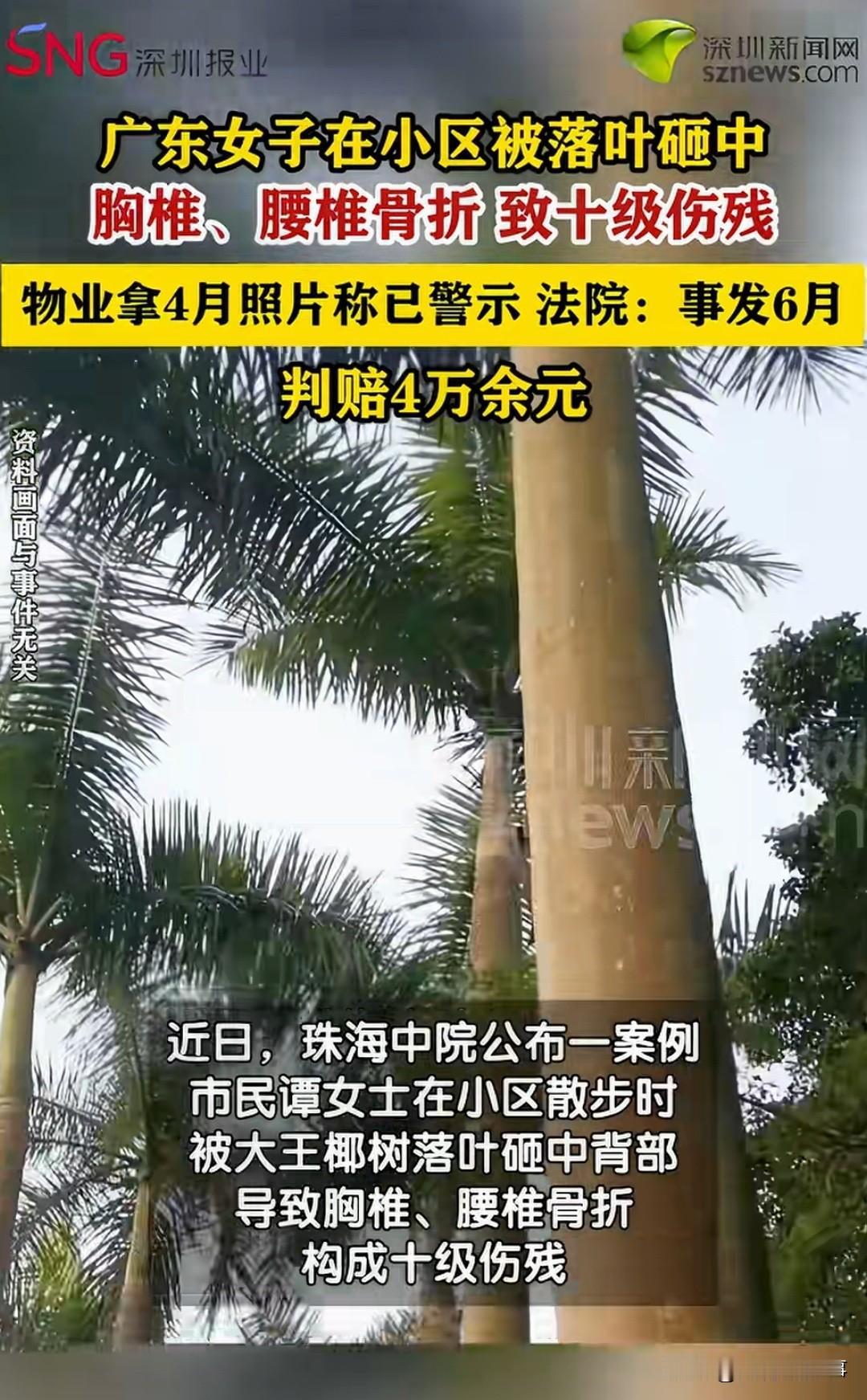 天降横祸！珠海，谭女士在自己家楼下散步。一阵风过，头顶的大王椰树叶片脱落，从几层