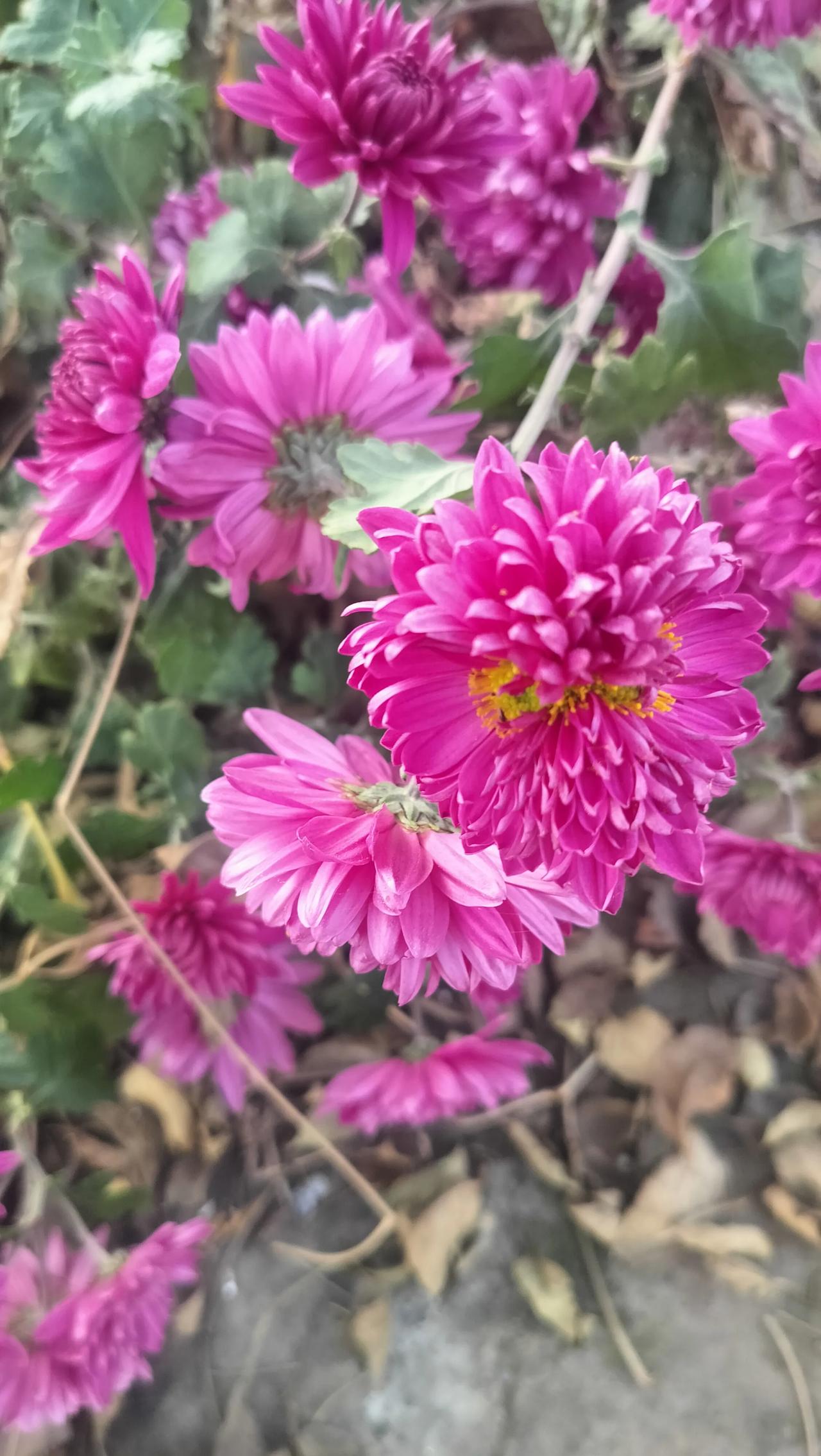 小区路边的菊花这几天开得可热闹了，粉嘟嘟的一大簇，像把把小绒球。那天路过，还瞧见