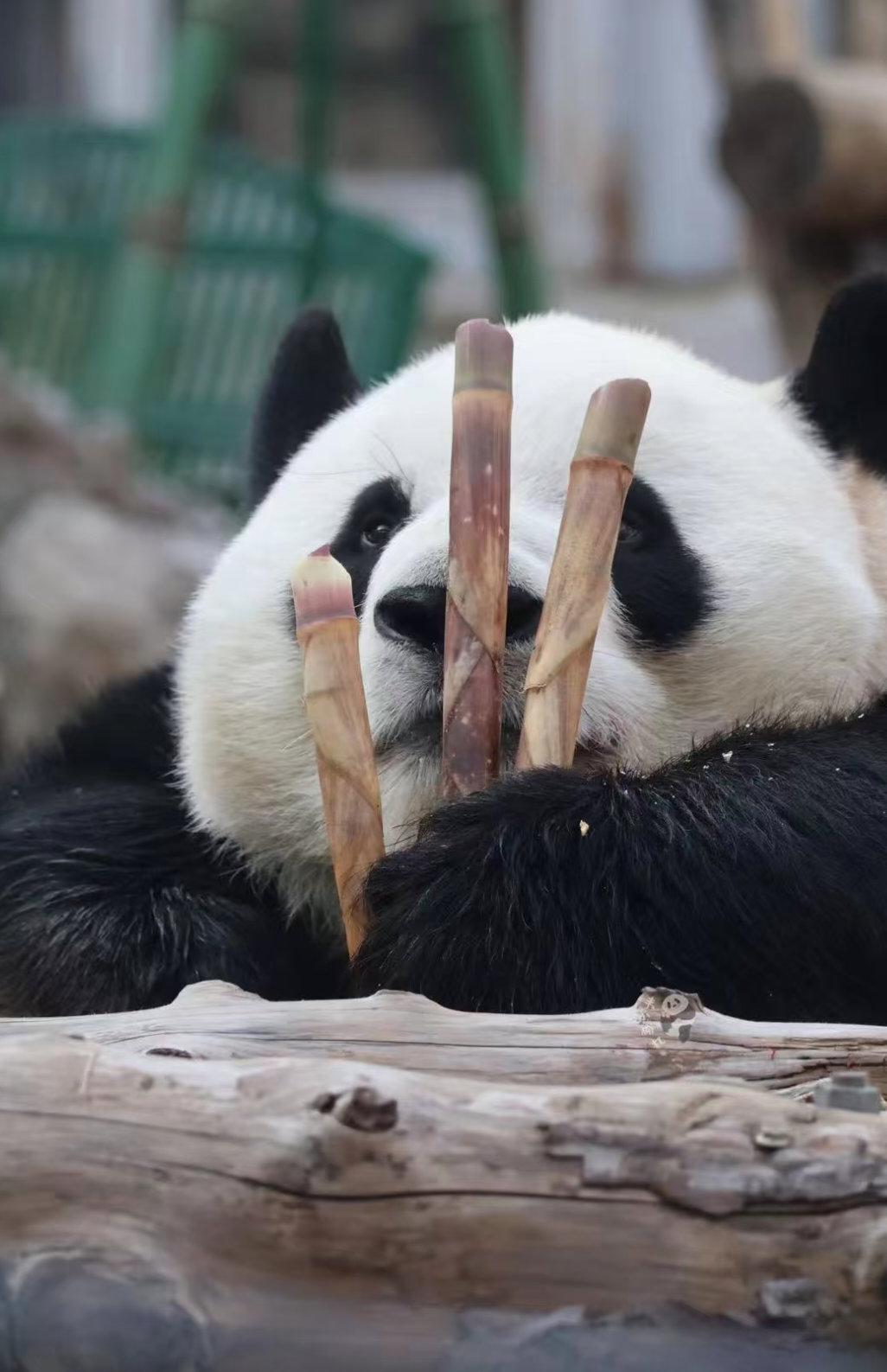 么么儿：笋笋来，笋笋来，笋笋快从四面八方来～🐼 