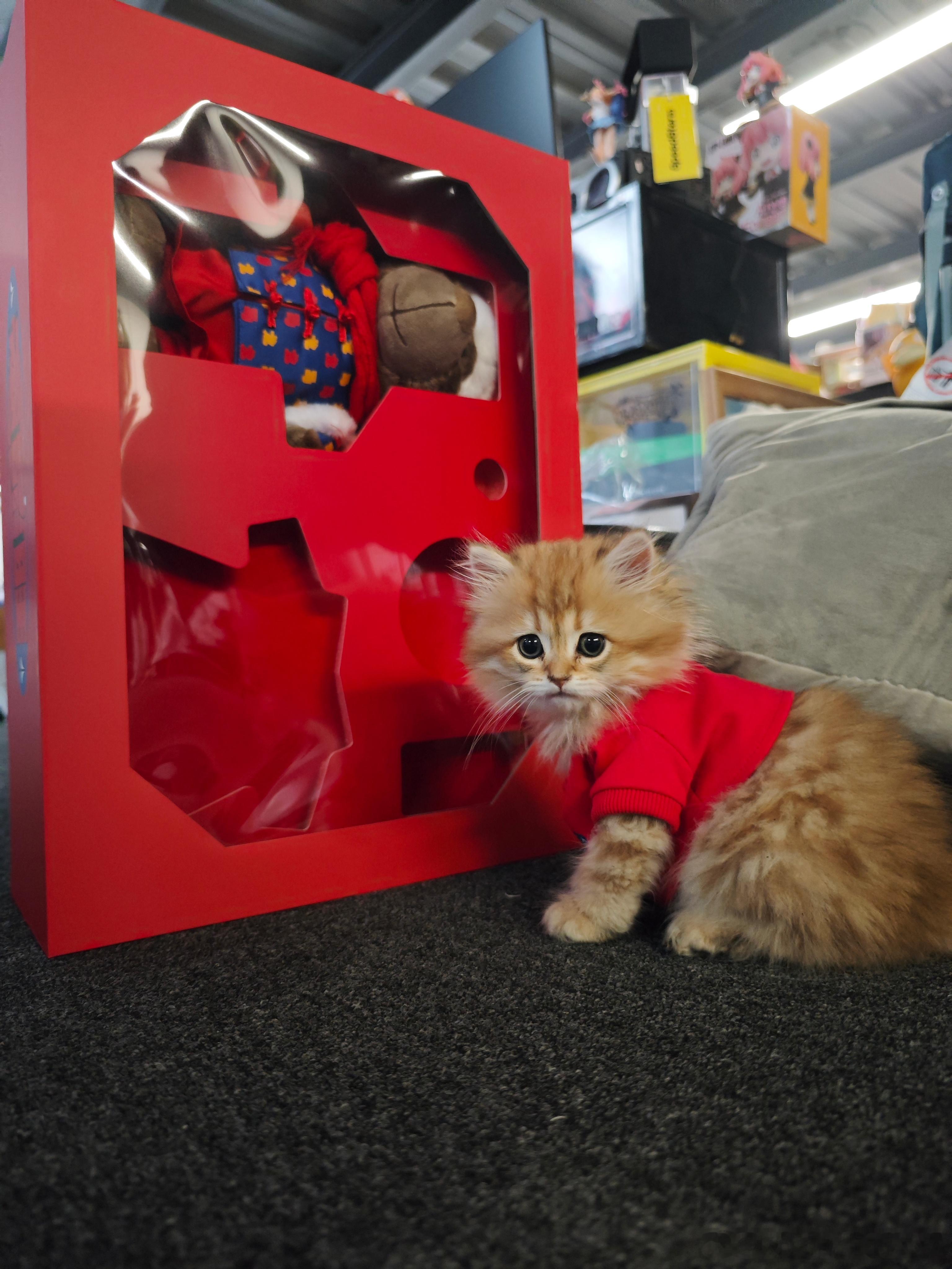 有家人们知道这是什么品种的猫么？还蛮可爱的，套了个衣服更卡哇伊了[喵喵] ​​​