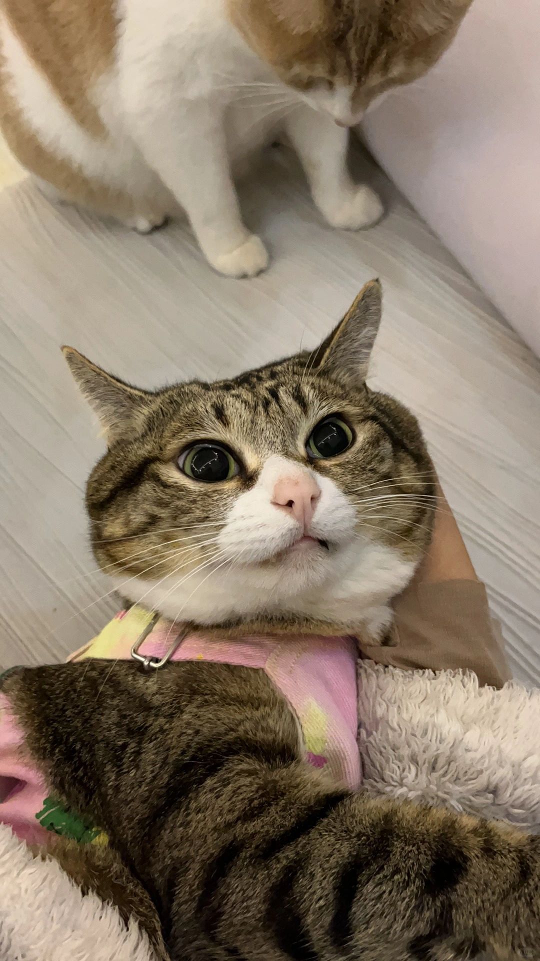 马蓉碰瓷？