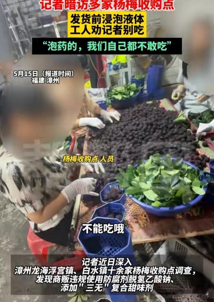 触目惊心！黑心杨梅全是药水泡的，工人自己都不敢吃
 
福建多家杨梅收购点商贩，給