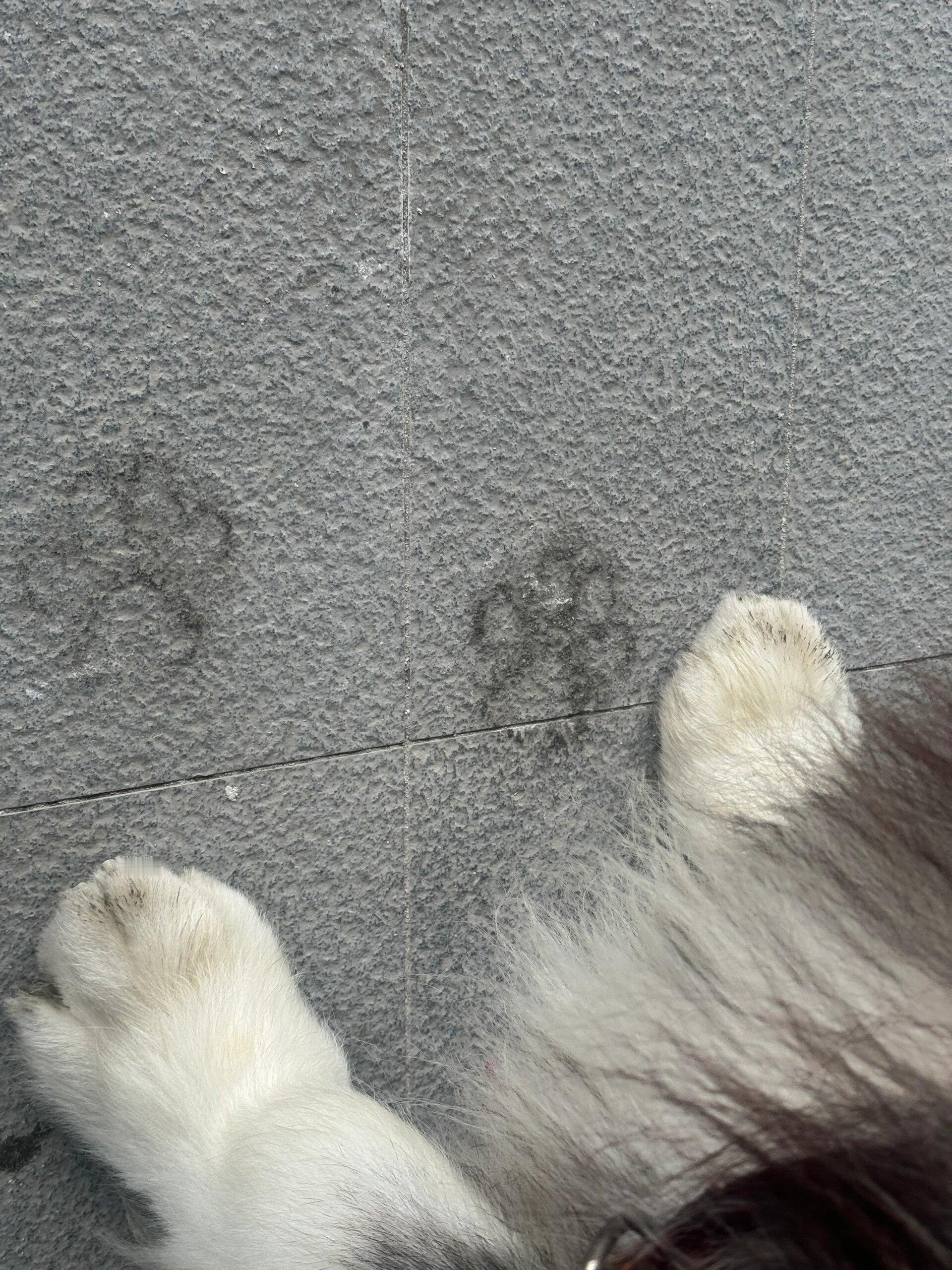 小狗：标记了一处地点 