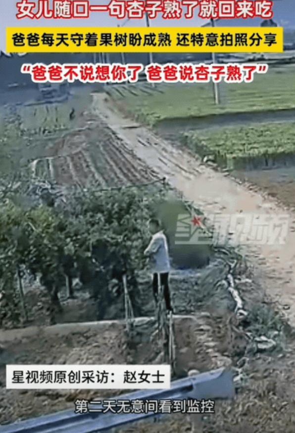 瞬间破防！山东泰安，女生回家时随口和父亲聊起家常，轻轻说了一句：等杏熟了我就回来