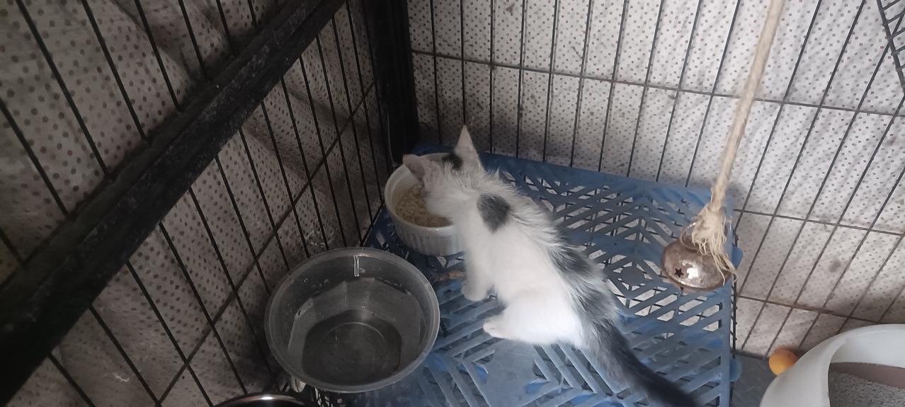 这是8月19号捡回来的小奶猫，28号打了第一针疫苗，发现它身上有许多跳蚤，因为疫