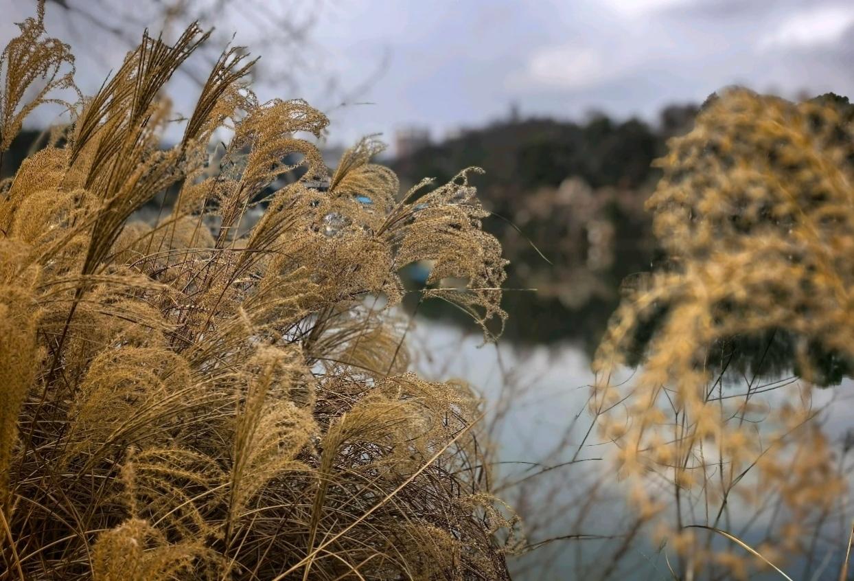 我一直都喜欢黄蕉苹果🍎
不管是面的还是脆的
只要是黄蕉苹果就行～[捂脸]