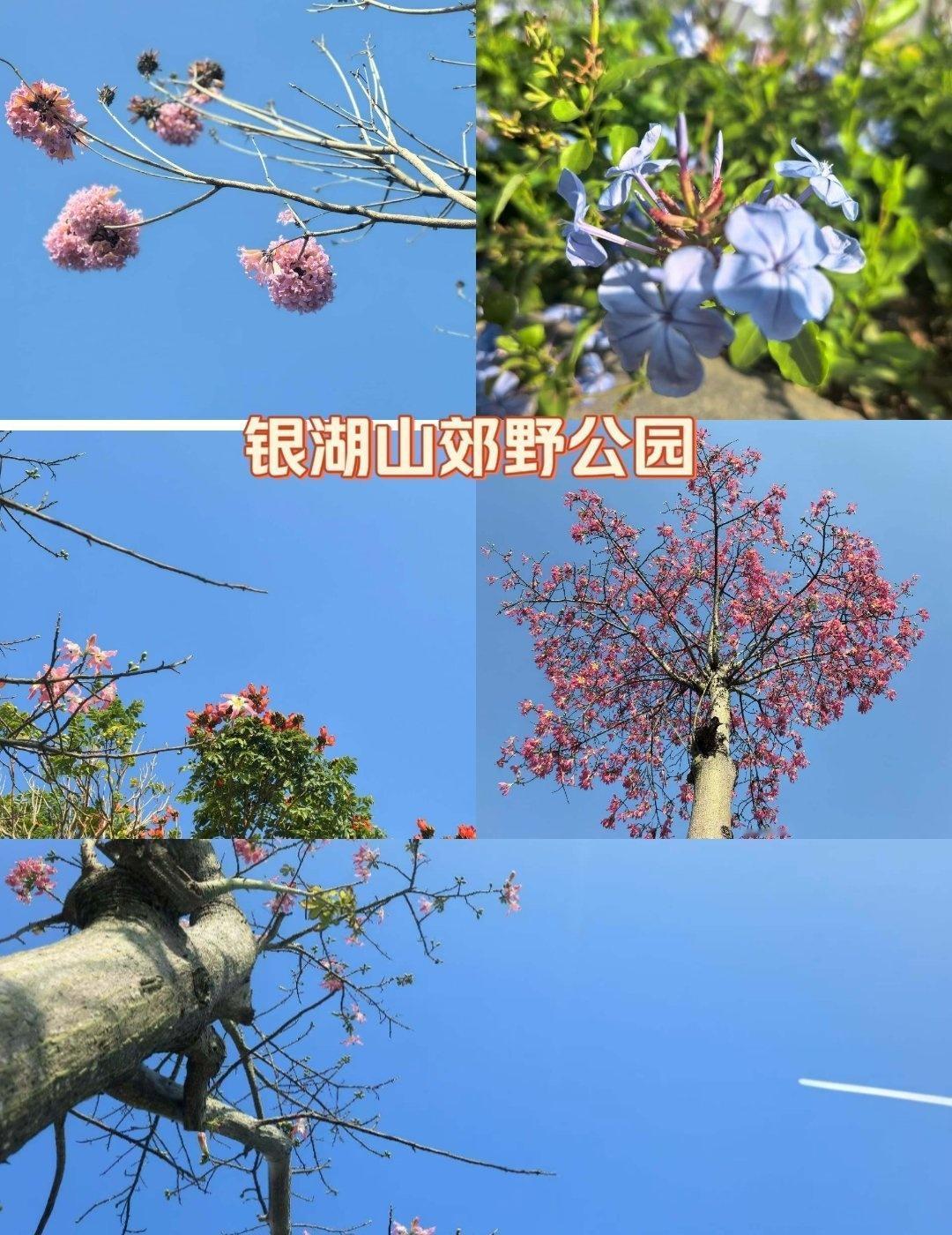 城市里的“深呼吸”秘境，徒步小白也能冲！
📍深圳 银湖山郊野公园
上周末终于打