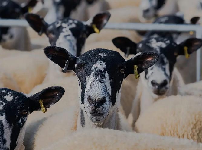 #周一没有不疯的打工人# 早！ ​​​