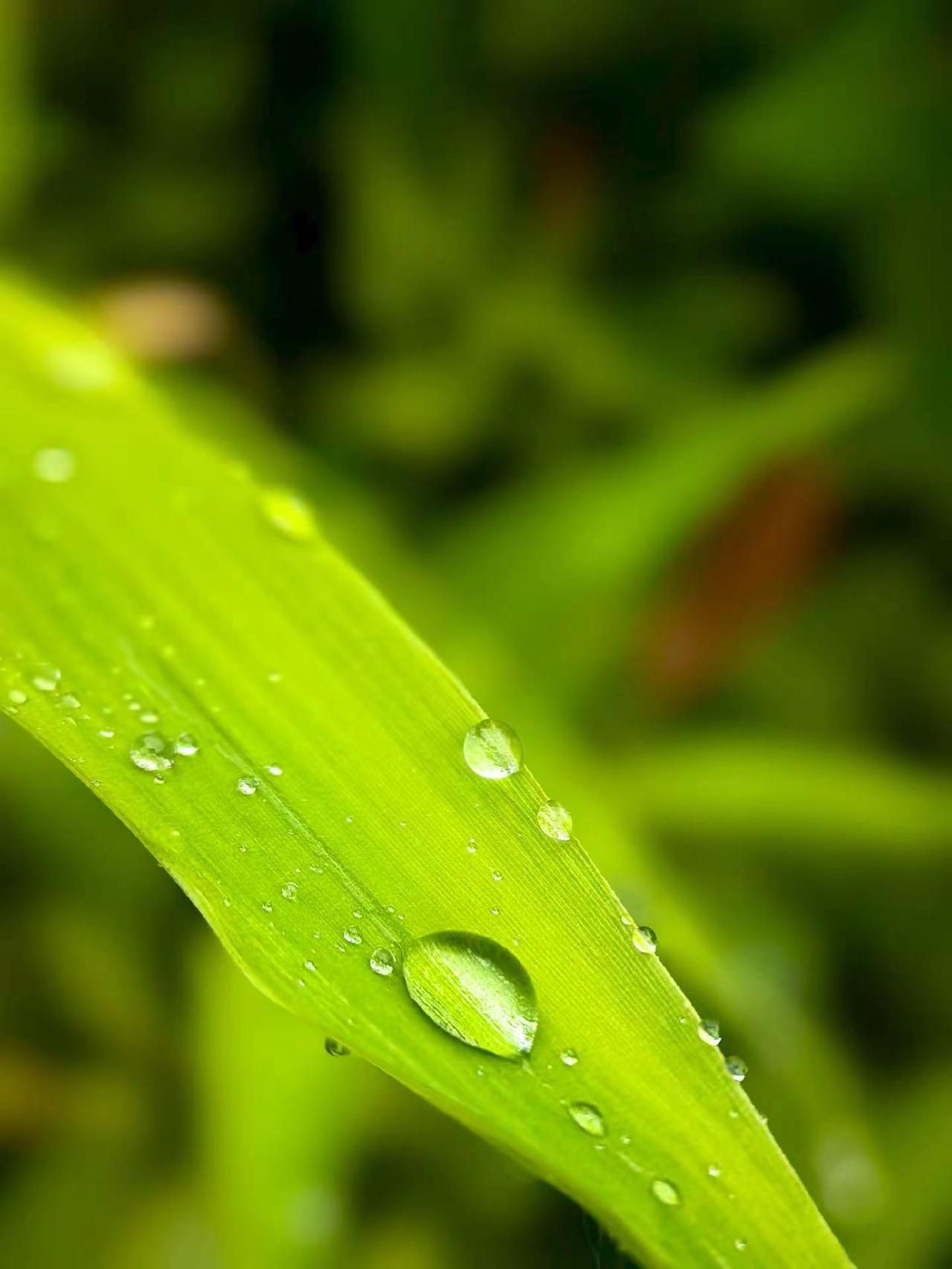 绿叶水滴 微距拍水珠 叶上水珠