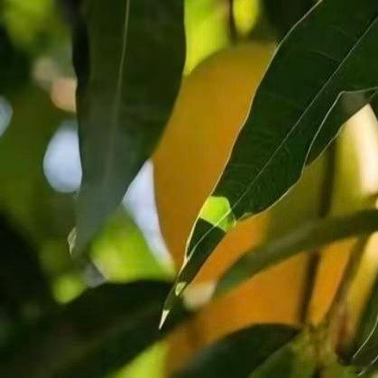 芒果 的种植方法：1、种植时间由于芒果喜欢在温暖湿润的环境下生长，一般芒果栽种的