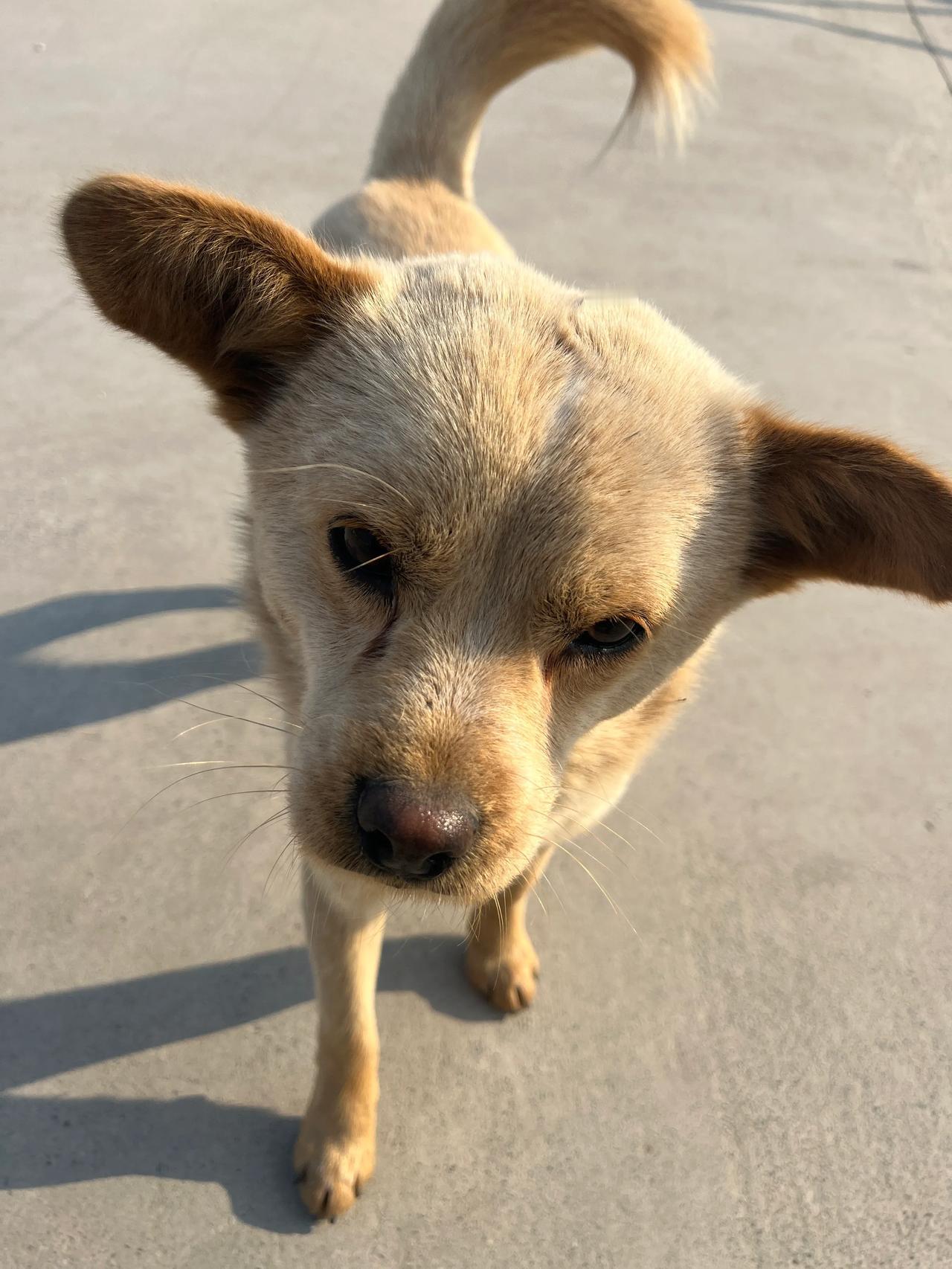 城市里面的牛马，远没有农村的狗🐶快乐，你认同吗