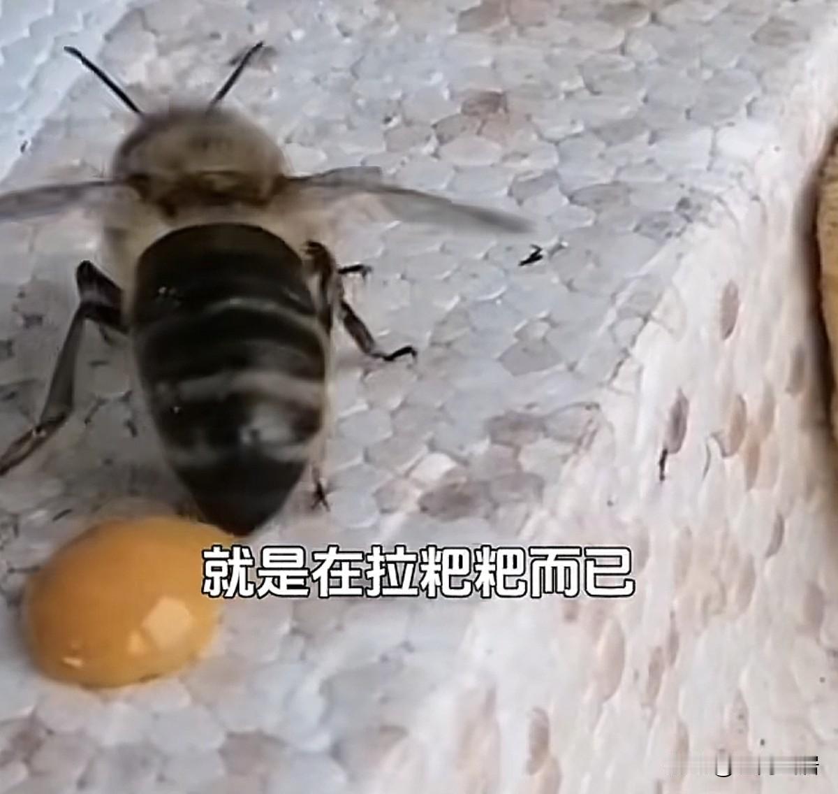 不知道有没有人真的尝过图一，图二蜜蜂排出的物质。这个可不是蜂蜜，千万不要去品尝哦