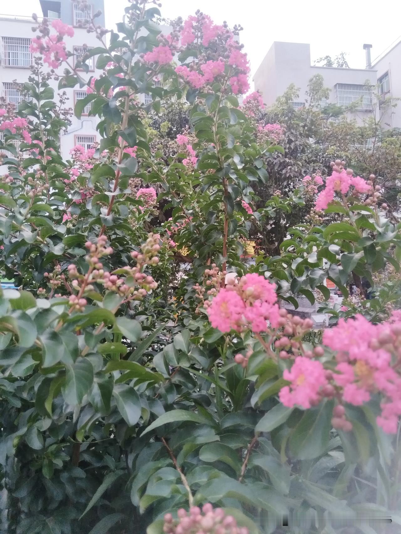 盛夏的午后，阳光透过梧桐叶的缝隙，在地面洒下斑驳的光影。我拿起手机，随手拍下路一