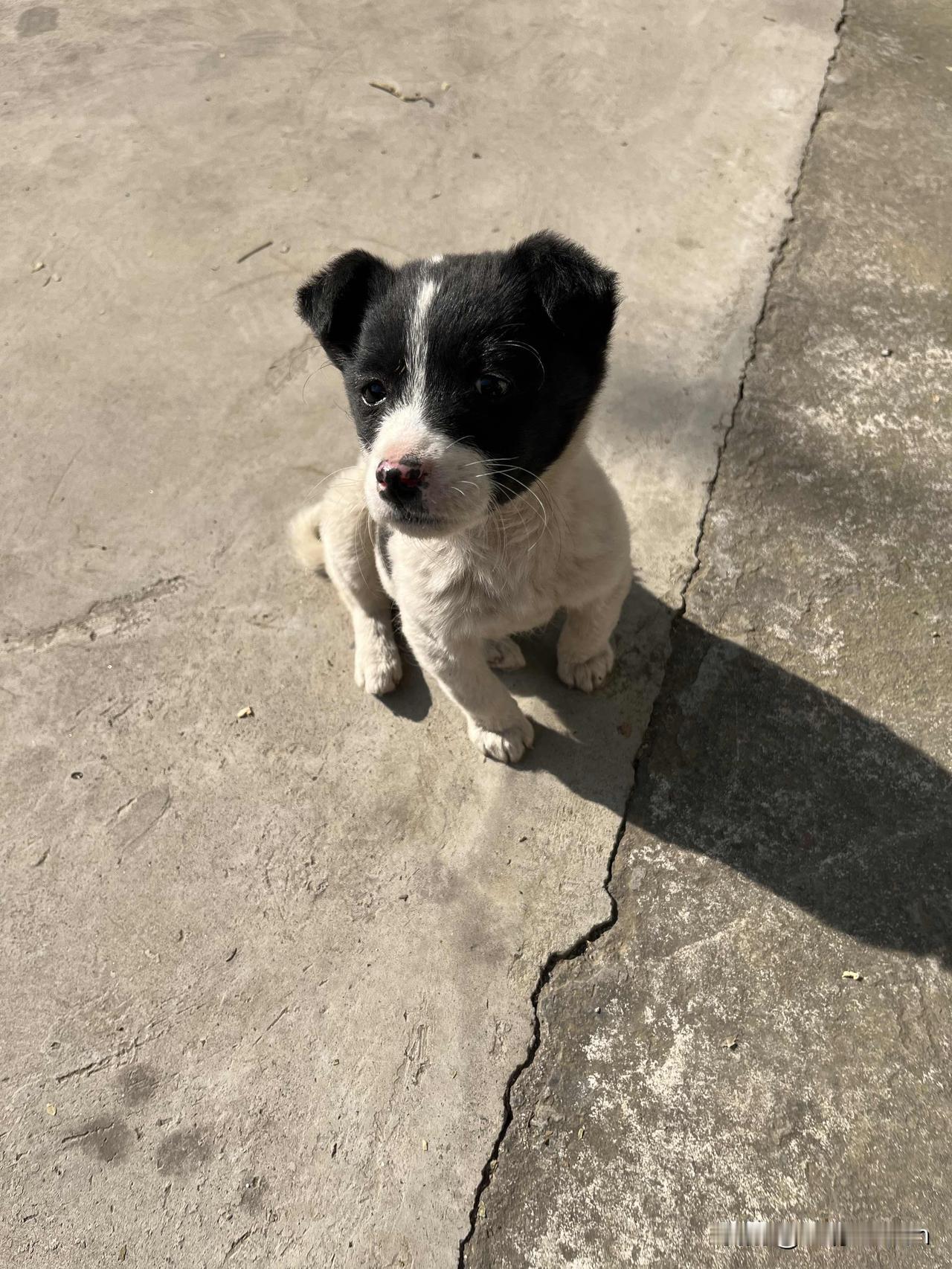 今天去老泰山家串亲戚，遇到刚抱来没多久的小狗狗去汪星了，也就几个月大，看着还真是