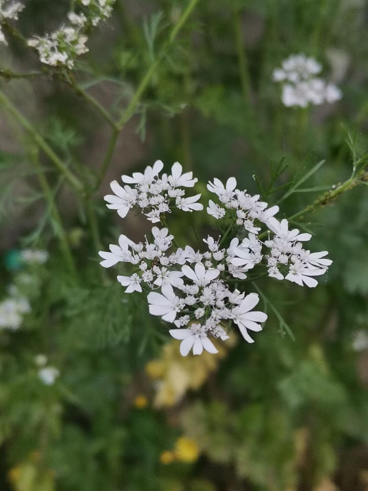 吃过香菜，见过它的花吗？

香菜也叫芫（yán）荽，日常生活中极为常见的调味植物