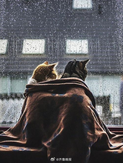 #早安# 天会晴，雨会停，没什么事会一直糟糕透顶。 ​​​