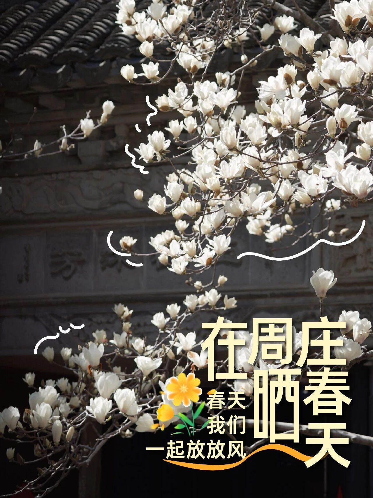 交换春天｜打开周庄的春日治愈
柳条蘸水，写下了春天的第一行诗。☀️
周庄的春，是