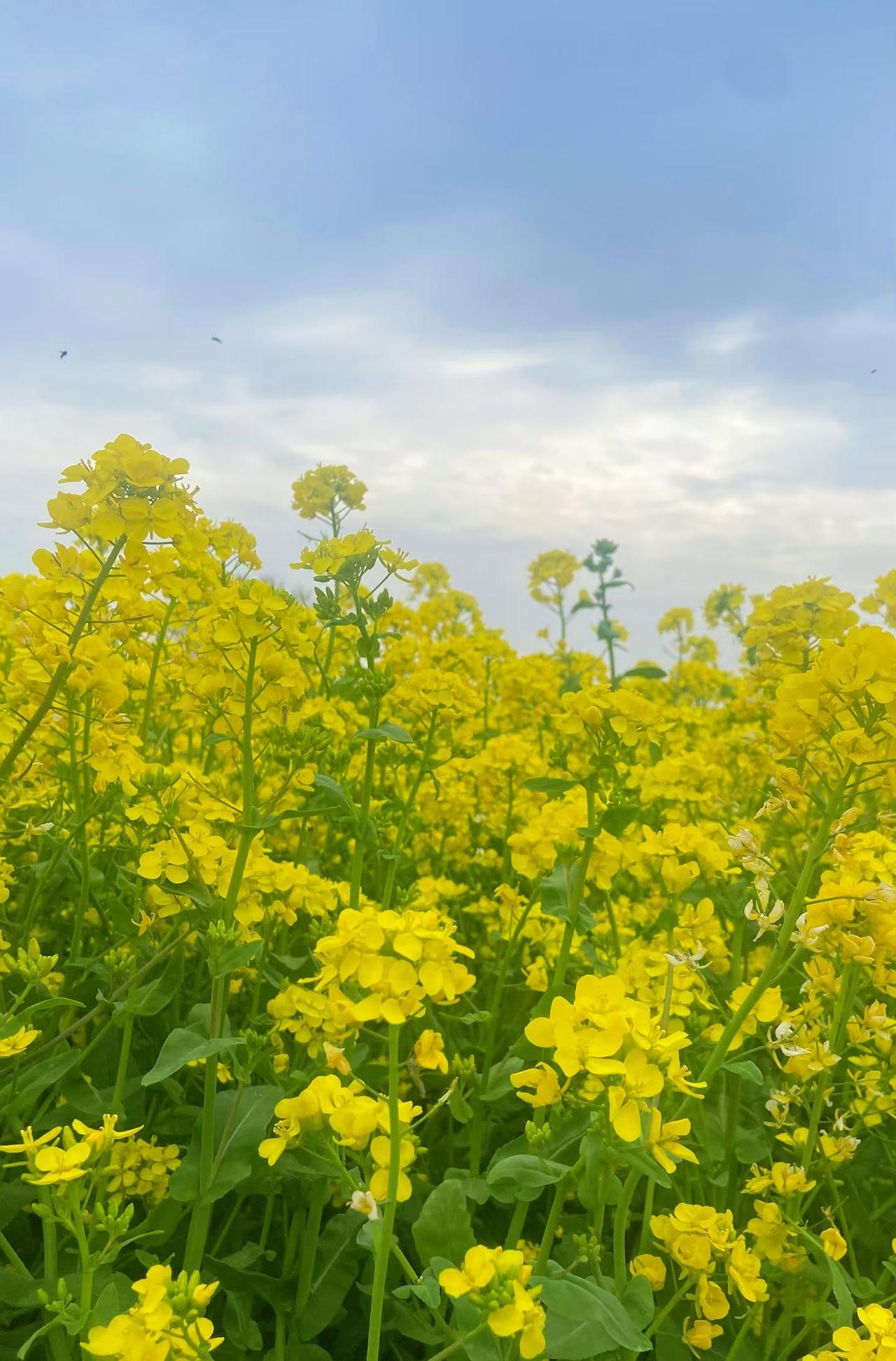 等了这么久，4月10号这天，天总算彻底放晴了。
没有闷湿，没有阴沉，湿度刚刚好，