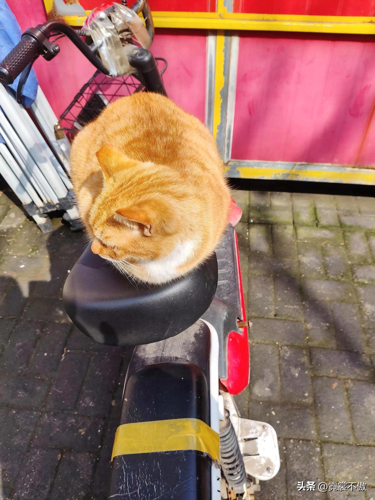 晒图笔记大赛蹲在电瓶车上的猫