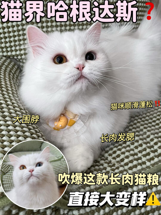 猫界哈根达斯？吹爆这款长肉猫粮