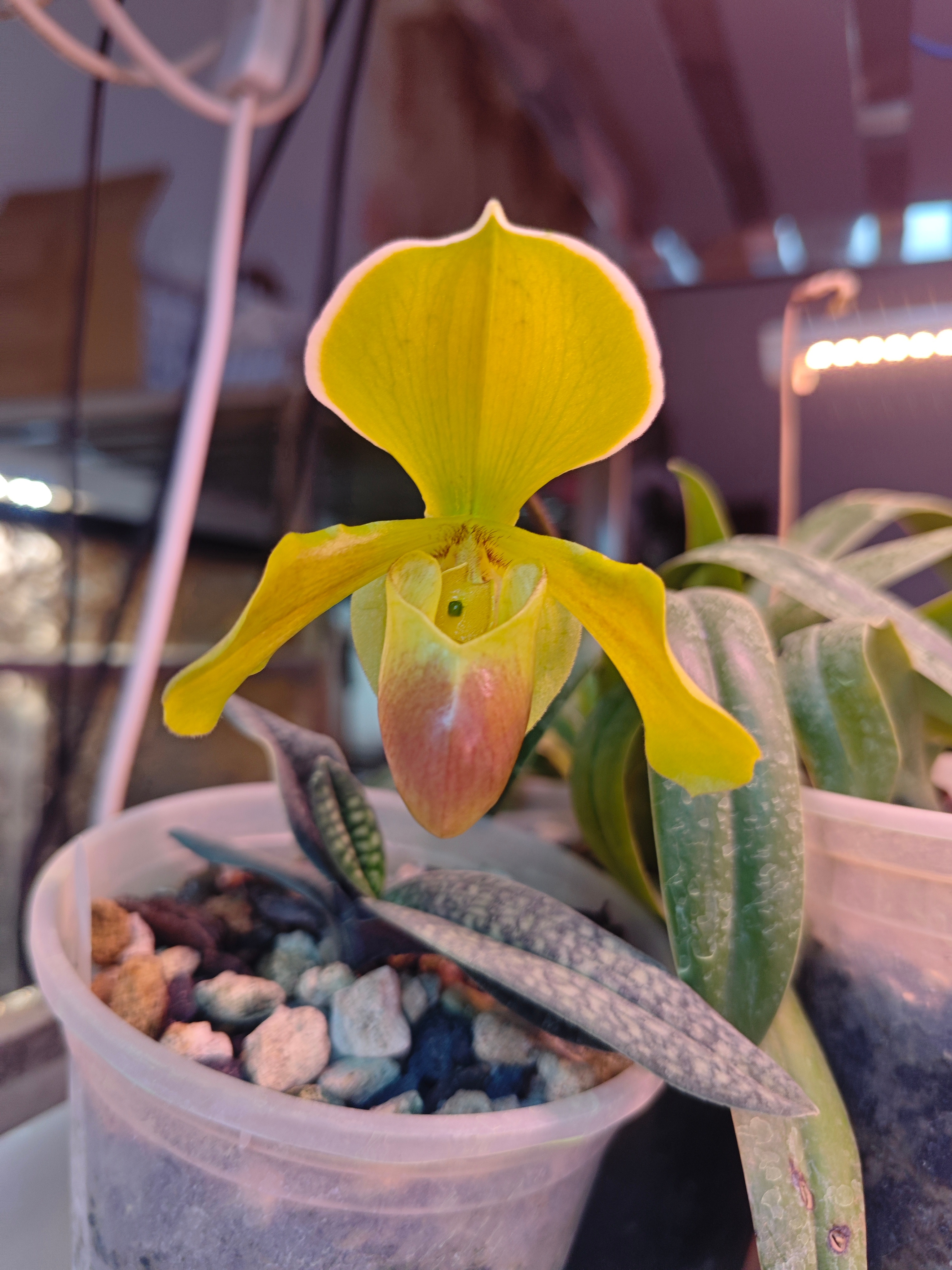 杂交兜兰Paph.In-Charm Gold（颍川黄金），中兴个体。 ​​​