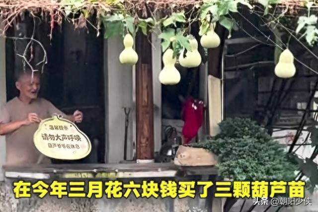 葫芦爷爷连夜剪葫芦，流量别欺负普通人