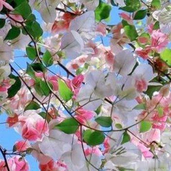 雪是厚重的，不是透明的。梨花像什么呢？梨花的瓣子是月亮做的 