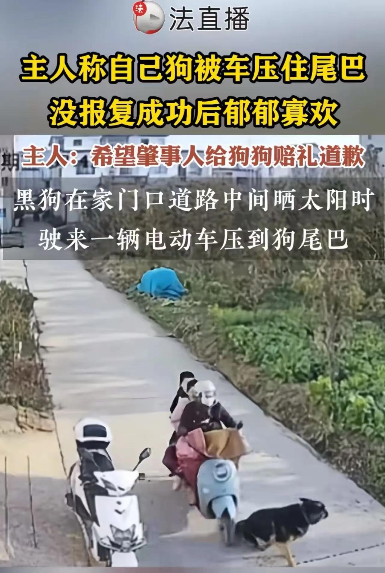 近日，一只狗在路上晒太阳被一辆电瓶车压住了尾巴，追上去报复但没能成功，之后狗的心