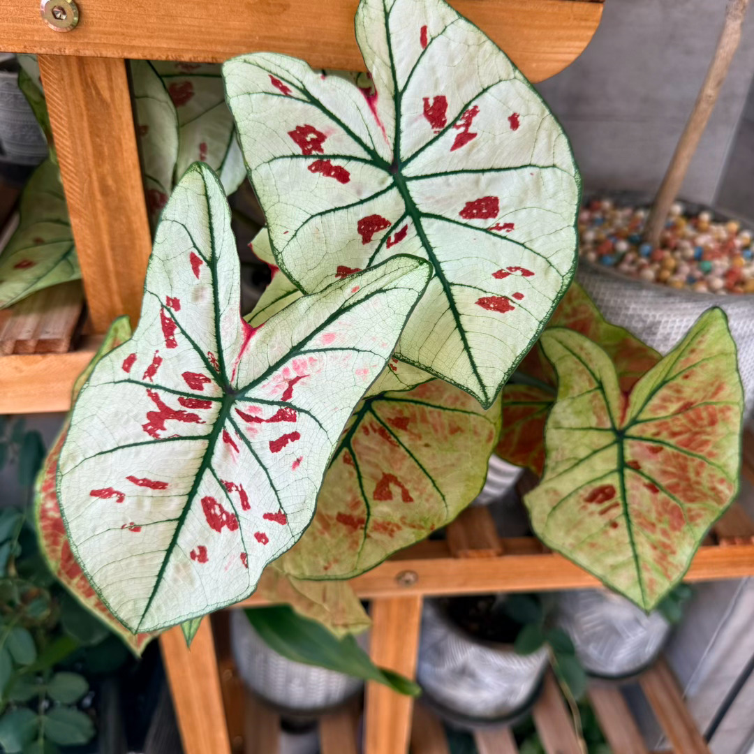 万幸崴脚不算严重，冰敷加药物护理过后，今天肿胀消退大半，除了轻微充血已经不怎么疼