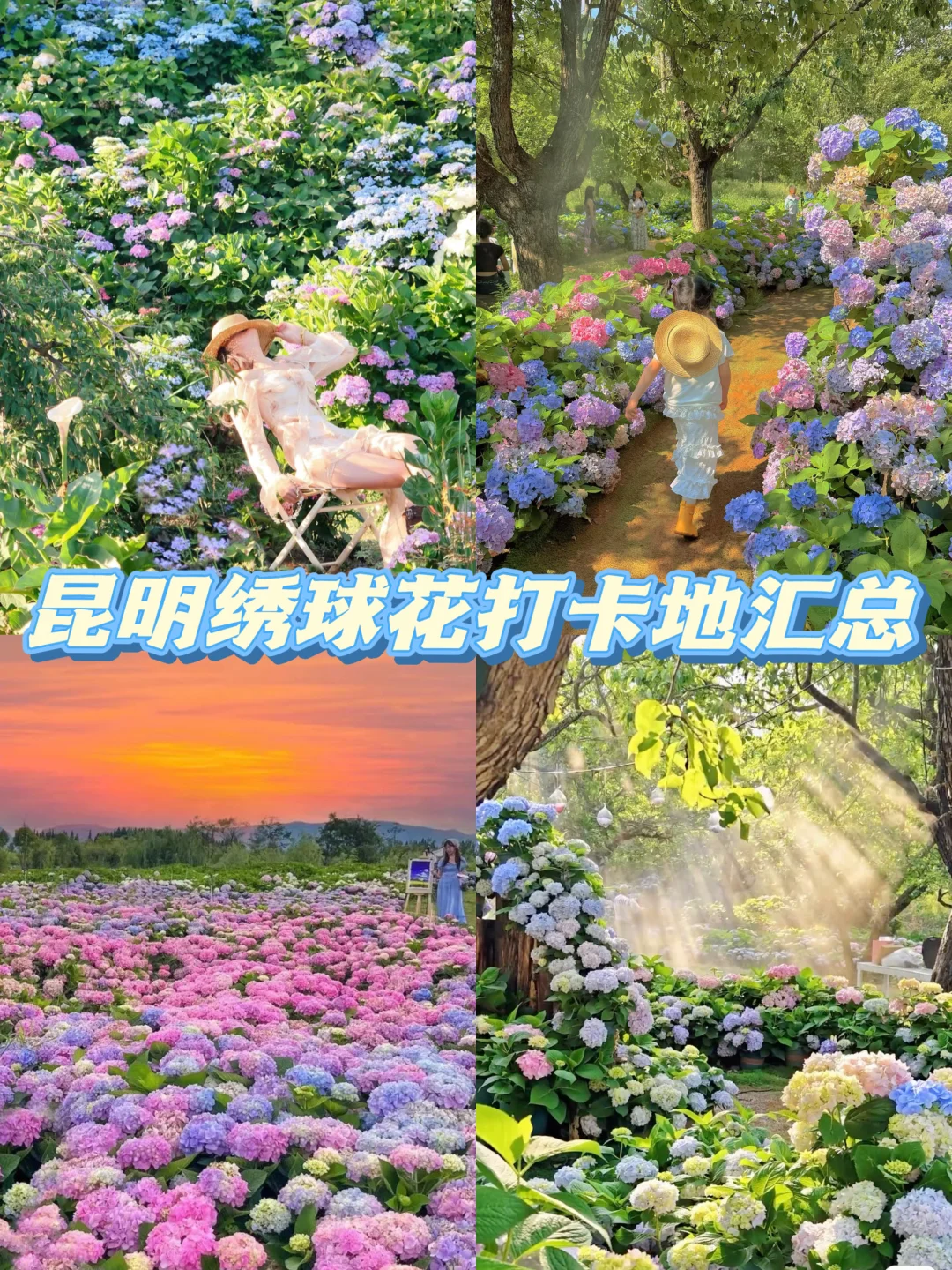 昆明绣球花真的美疯啦‼️这几个打卡点都美‼️
