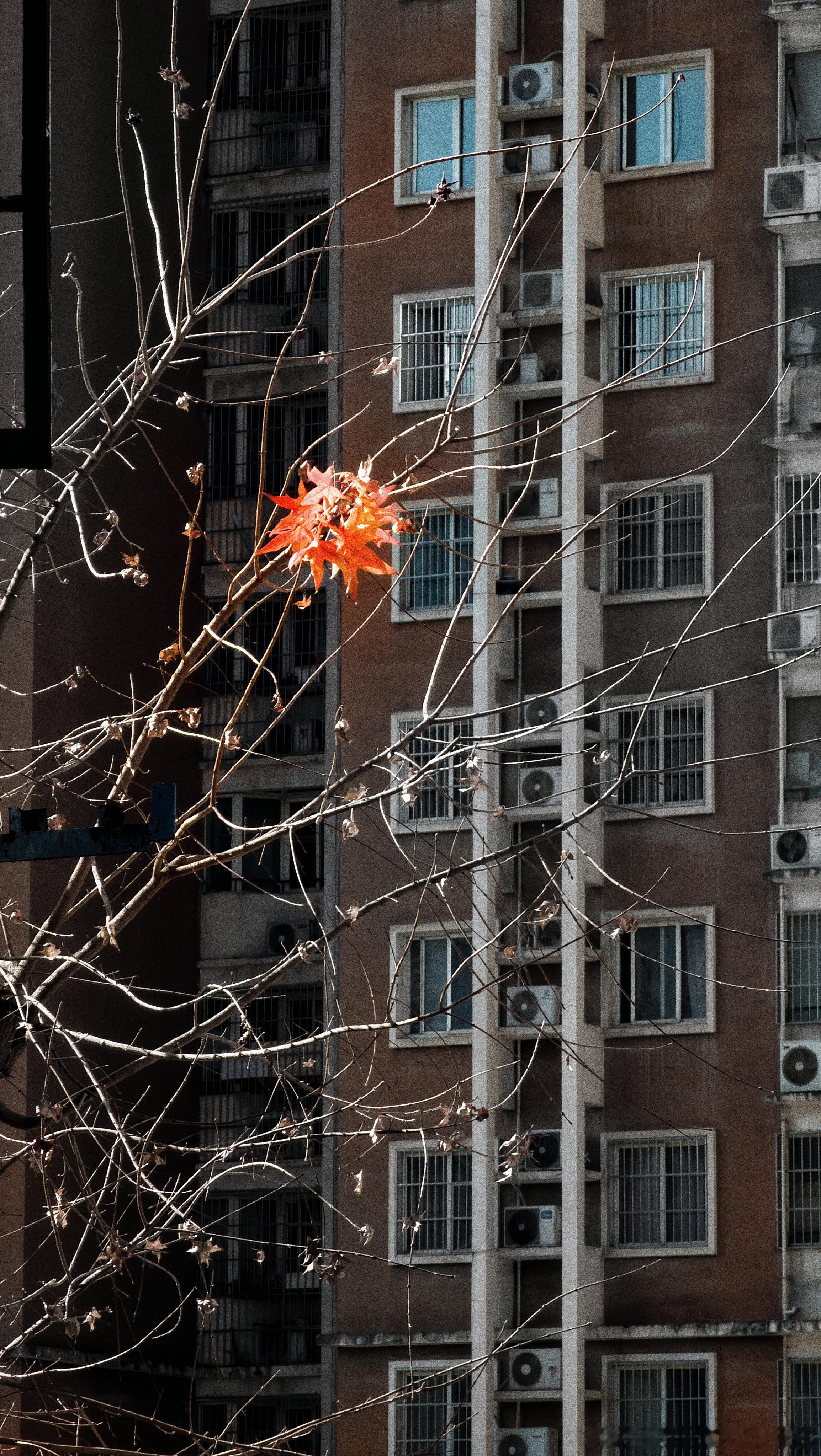 上次降温前窜出来的最后几片这次降温前终于红了 