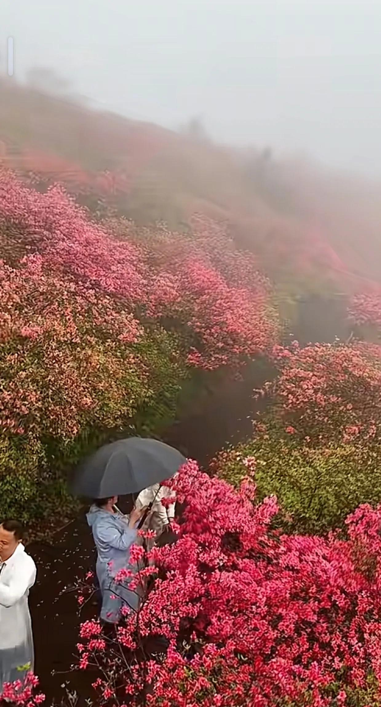 等风来，不如追云去；望星空，不如赏花时。杜鹃花开满园春，治愈系风景，邀你共赏美好