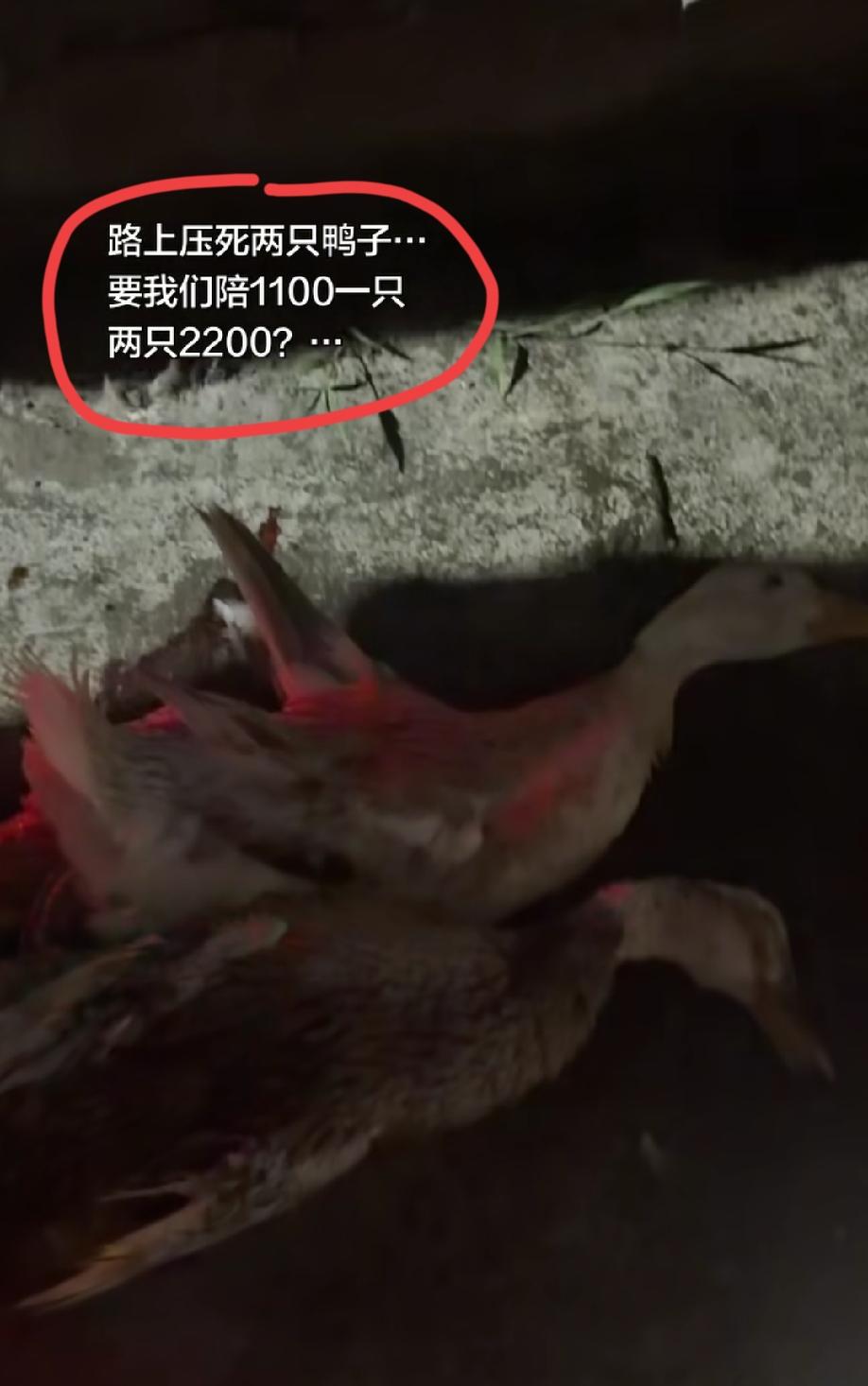 撞死路边的两只鸭子，要车主赔偿1100元一只，两只要2200。
视频显示:双方没
