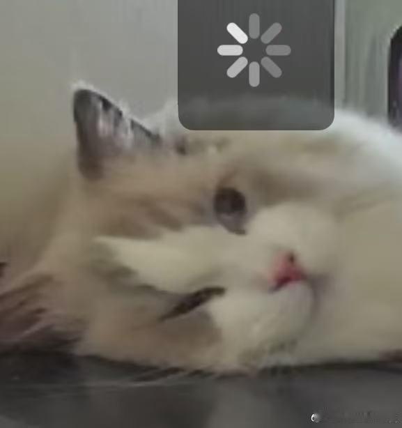 回家啦回家啦终于要回家啦好想念我的大肥猫呀 ​​​