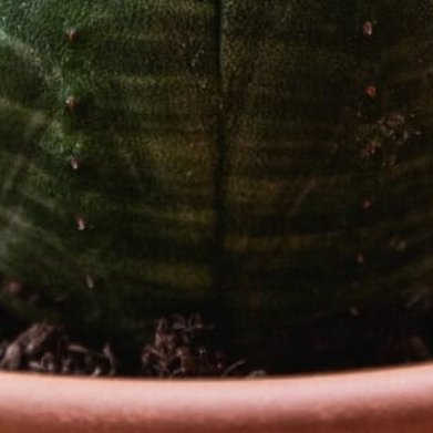 布纹球（雌雄分株欧泊沙戟）无刺球形大戟科植物，野生濒危，市面上大多单株，很难配对