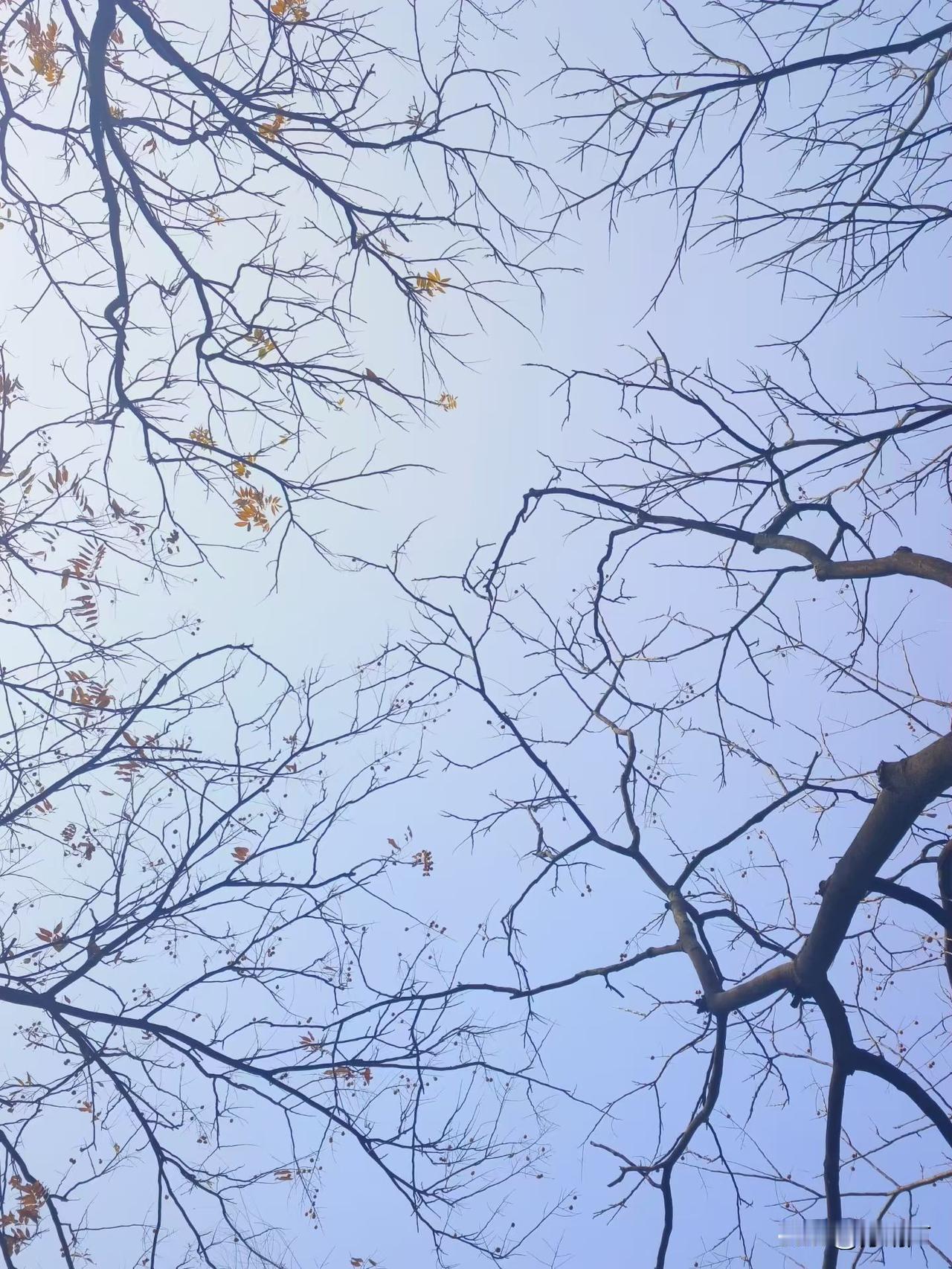 看看冬天的树枝，怎么感觉张牙舞爪的。[大笑]