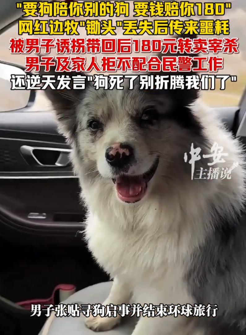这不就是偷嘛！河南，一只坐拥百万粉丝的网红边牧，在家门口被人拐走，还被以180元