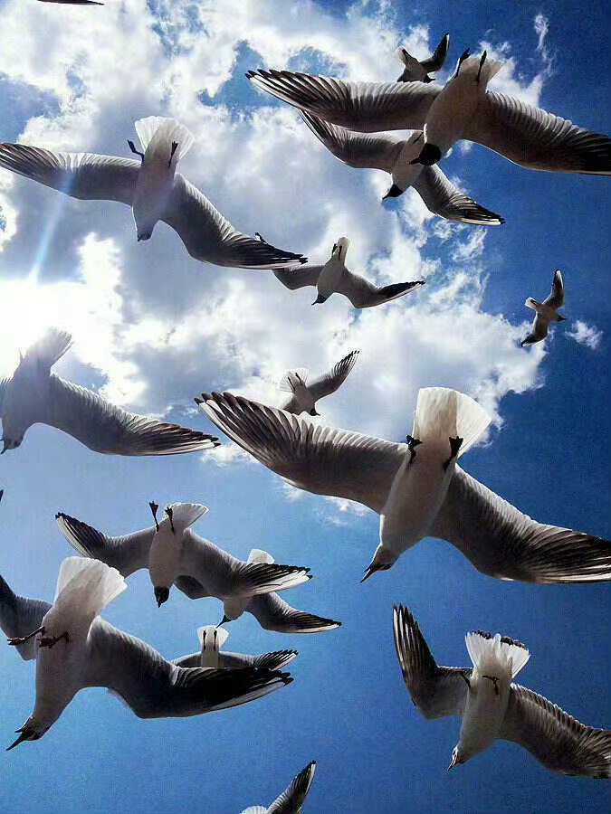 不要相信什么逆境锻炼人，人们天生就不擅长逆境，动物之所以长途迁徙，都是为了找到更